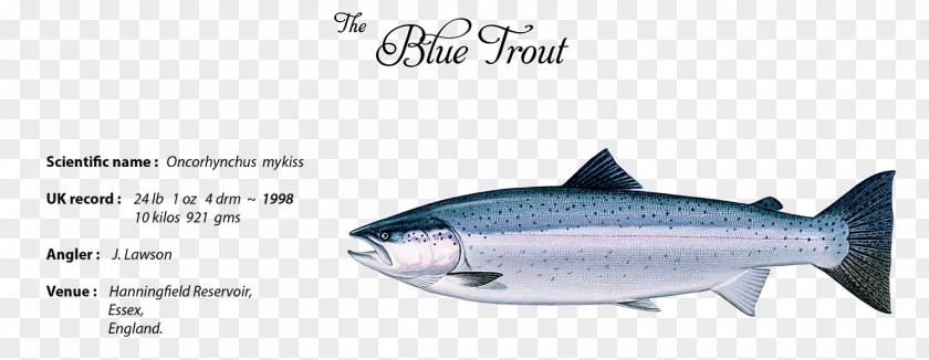 Fish Sardine Trout Products Oily Thunnus PNG