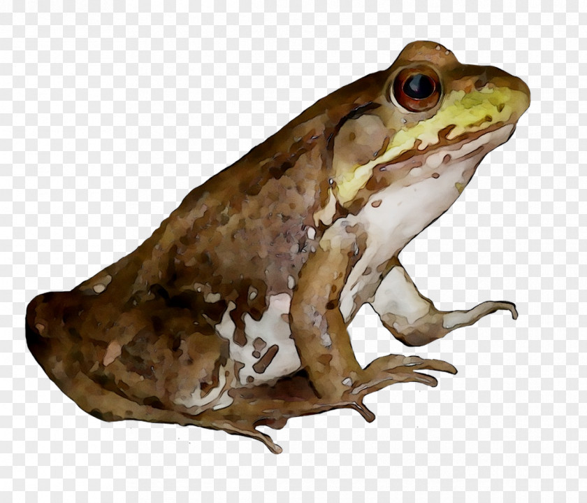American Bullfrog True Frog Toad Reptile PNG