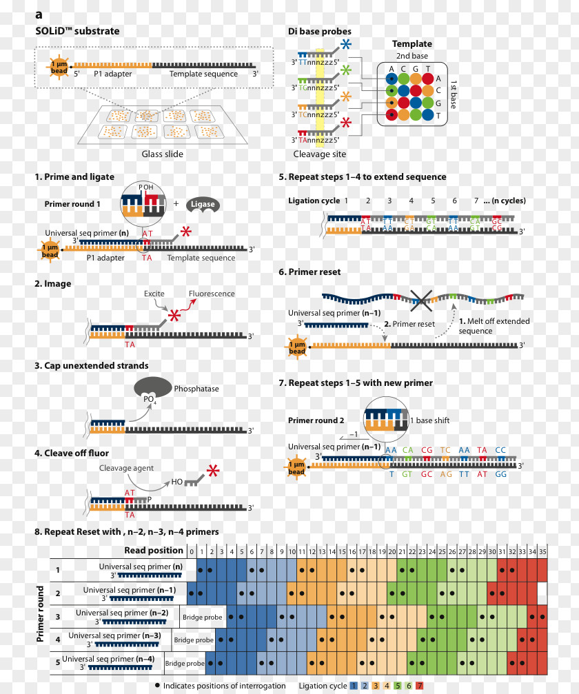 DNA Sequencing Genome Pyrosequencing Sanger PNG