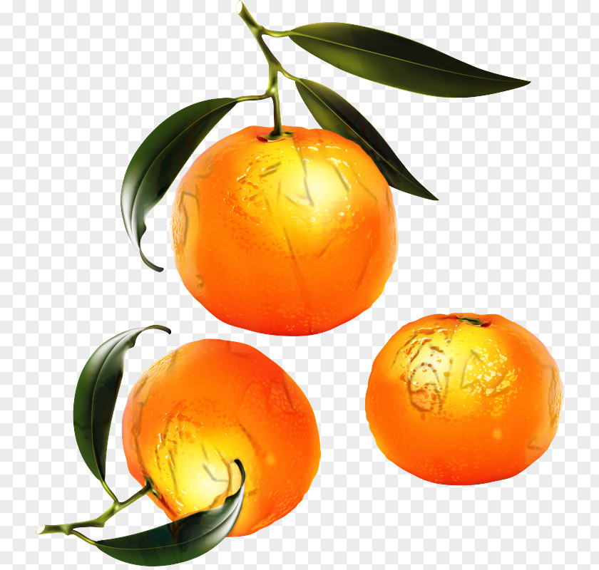 Grapefruit Flower Orange Tree PNG