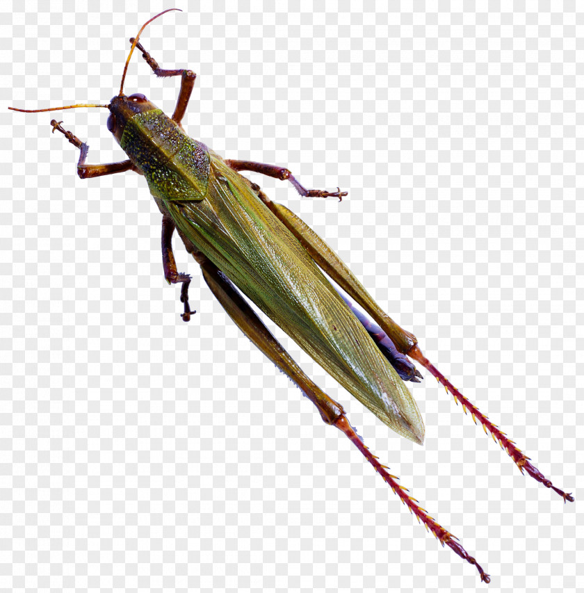 Mantis Bug Insect Caelifera Butterfly Locust Reptile PNG