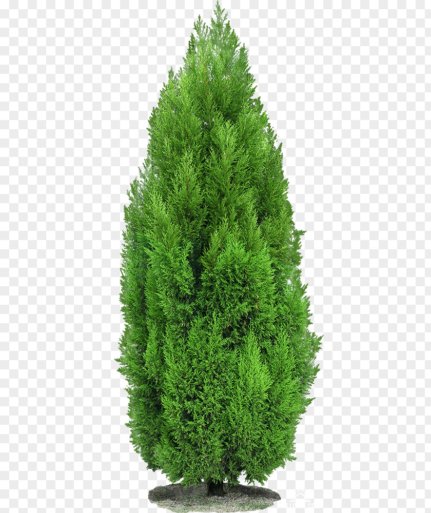 Tree Mediterranean Cypress Clip Art Spruce PNG