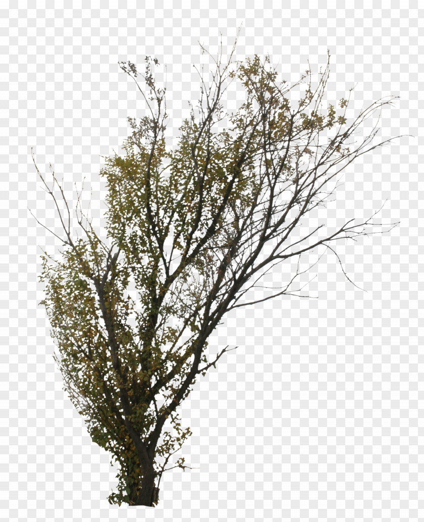 Tree Twig Branch Shrub Deciduous PNG
