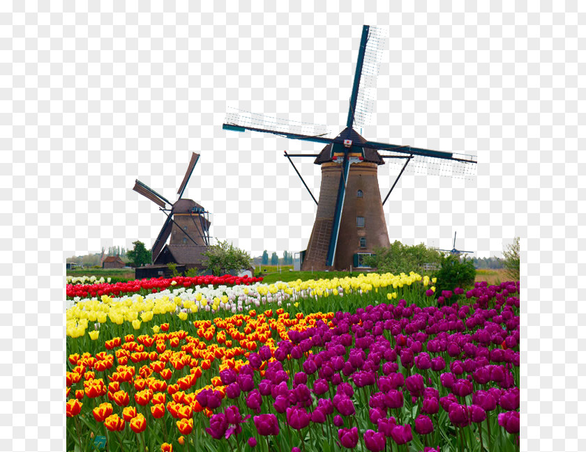 Beautiful Tulip Flowers Picture Kinderdijk Windmill Stock Photography Watermill Royalty-free PNG