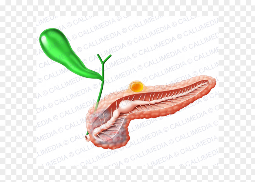 Endocrine Pituitary Gland Pancreas System Type 1 Diabetes Pineal PNG