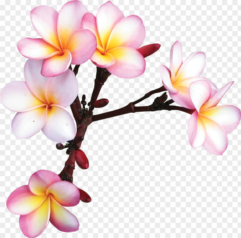 Frangipani Flower Vecteur Clip Art PNG