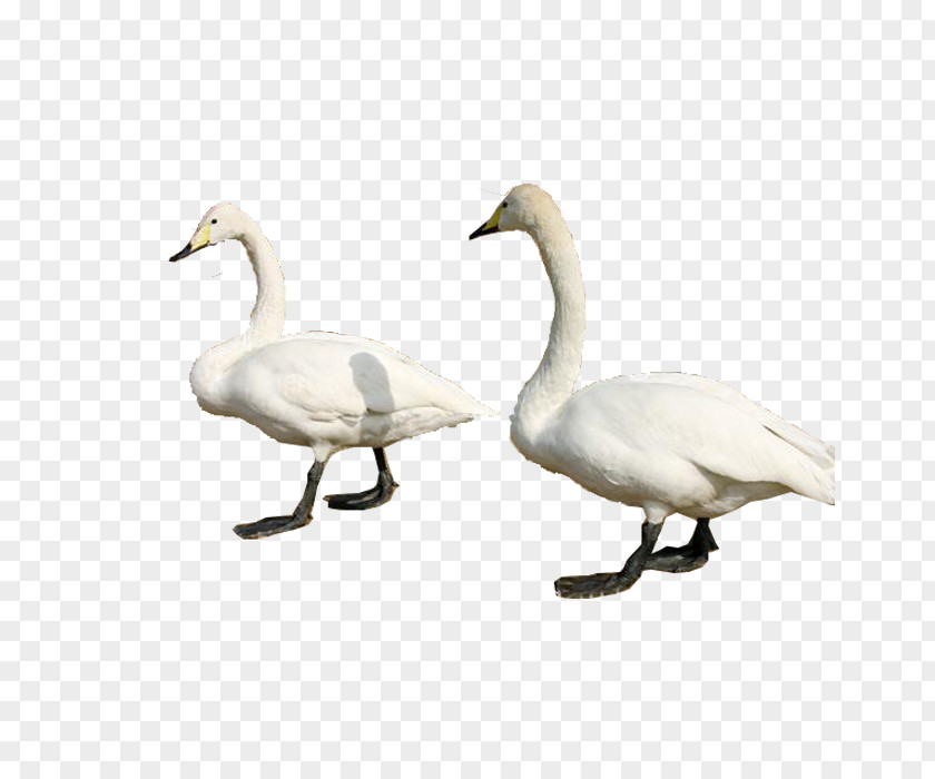 Goose Cygnini Swan Duck Bird PNG