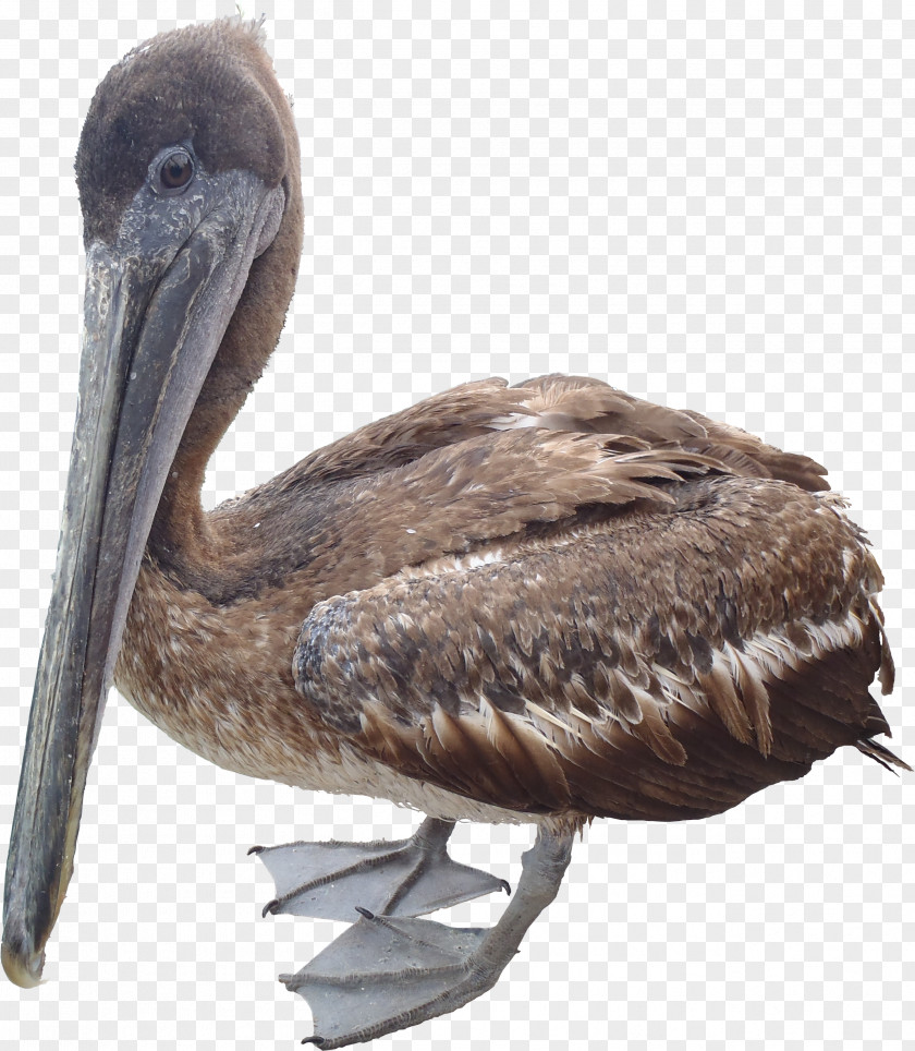 POLLUTION Brown Pelican American White Clip Art PNG