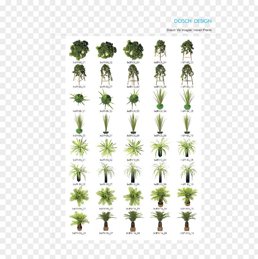 Tree Herb Plant Stem Font PNG