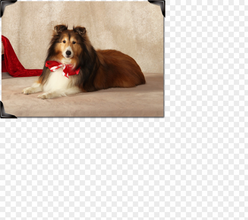 Dog Breed Snout Bed PNG