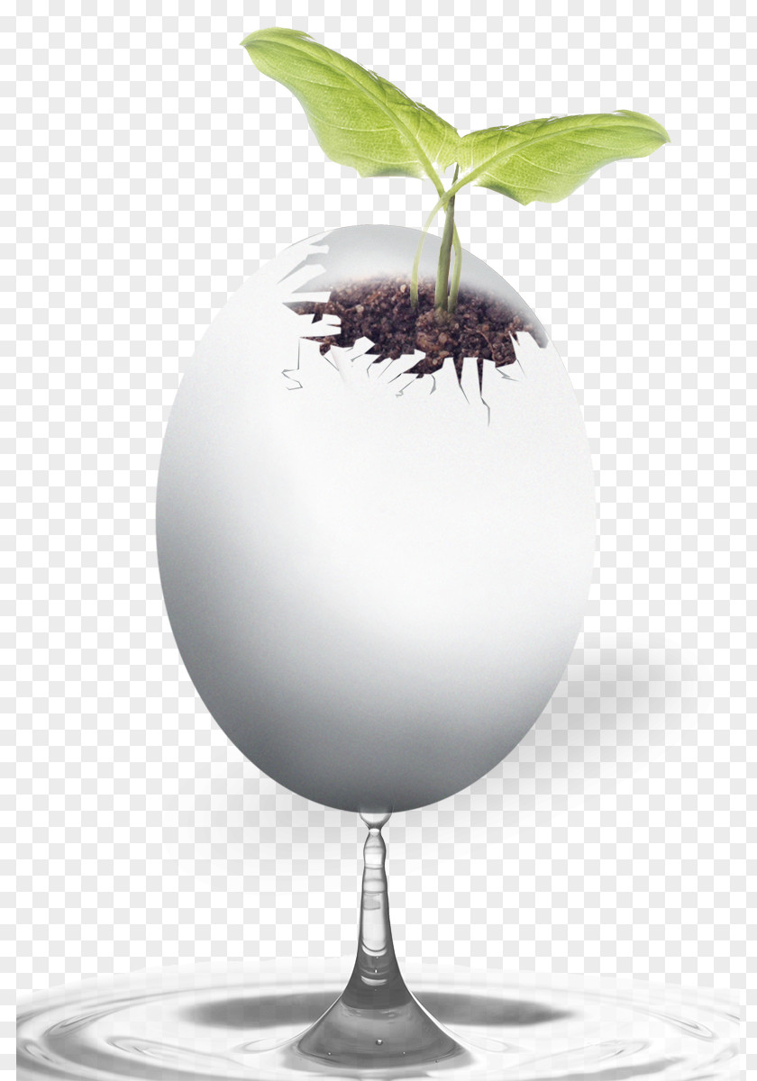 Egg Plant Download Gratis Google Images PNG