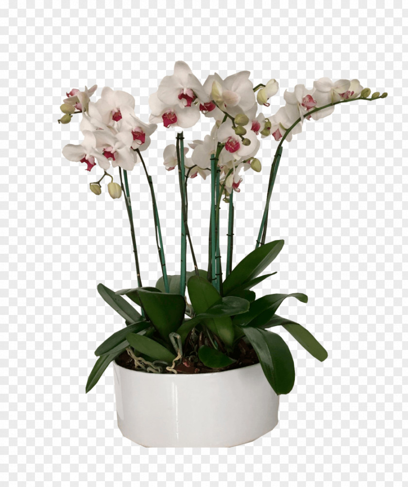 Flower Moth Orchids Flowerpot Cut Flowers Artificial PNG