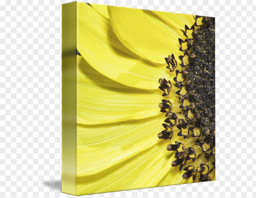 Sunflower 3D M PNG