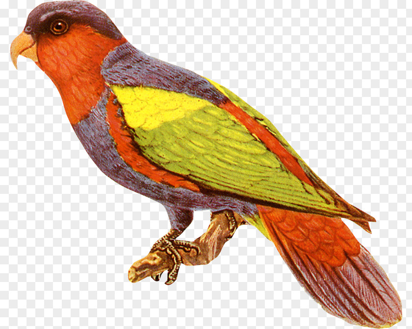 Bird Birdcage Common Cuckoo Clip Art PNG