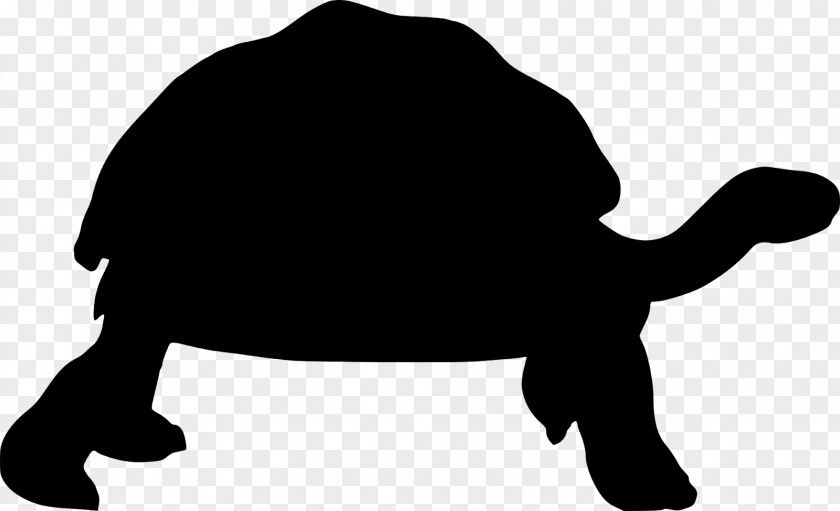 Box Turtle Blackandwhite Sea Background PNG