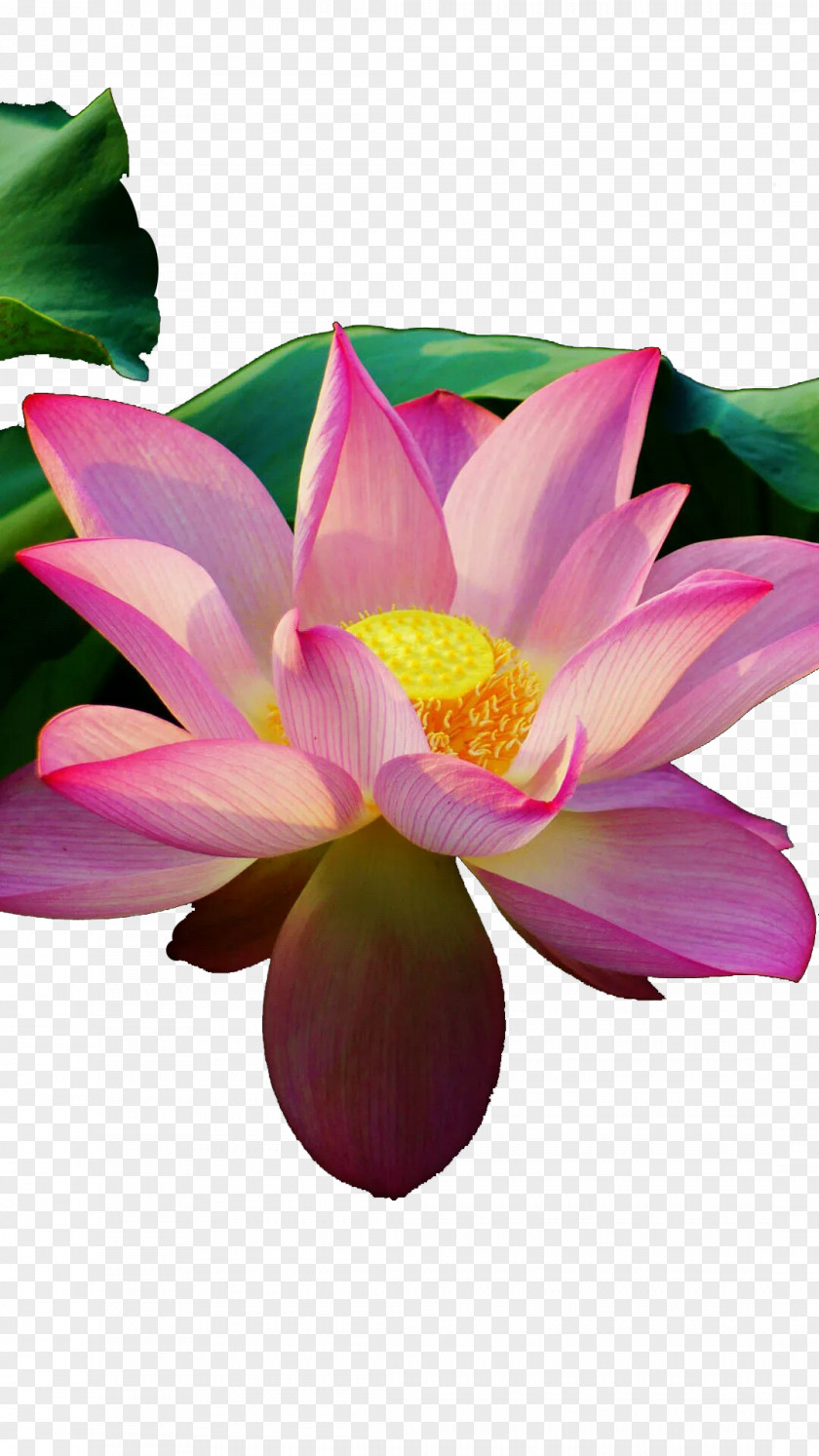 Bright Lotus Nelumbo Nucifera Avatar Icon PNG