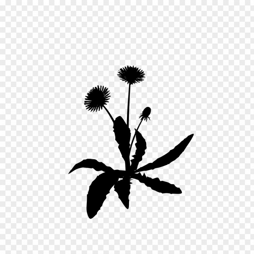 Daisy Family Wildflower Black And White Flower PNG