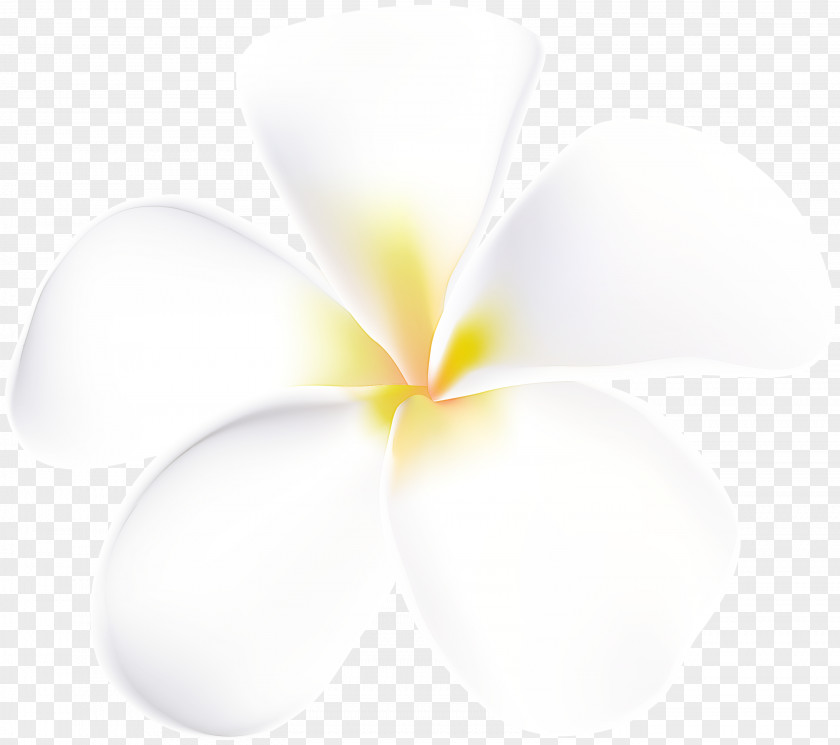 Flower Petal Computer Close-up M PNG