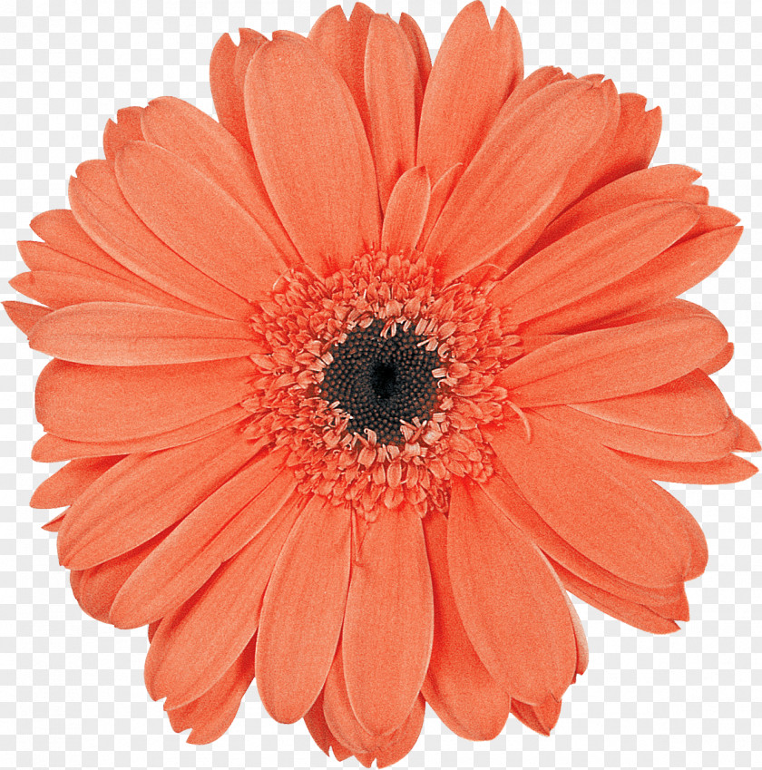 Gerbera Transvaal Daisy Cut Flowers Family Clip Art PNG