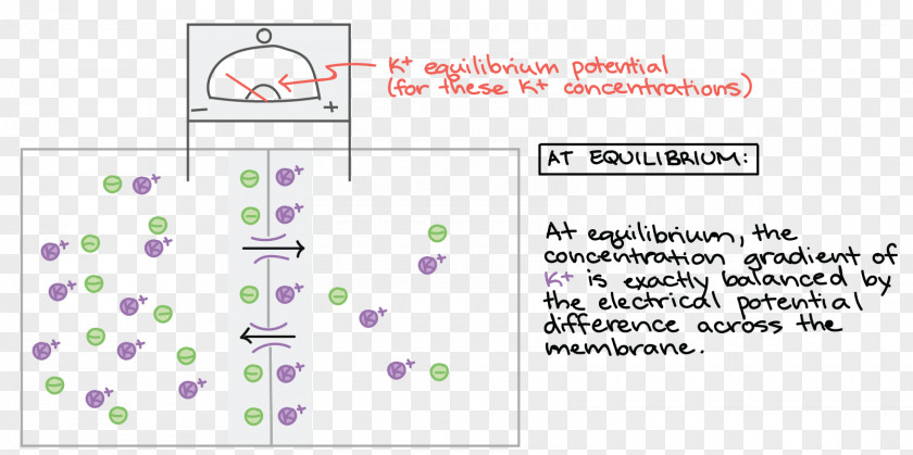 Membrane Potential Depolarization Cell Neuron PNG