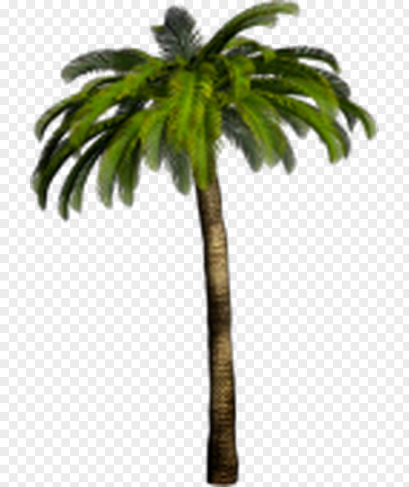 Tree Arecaceae Tropics Clip Art PNG