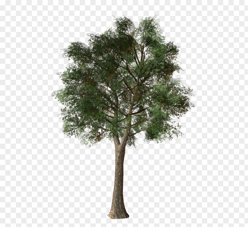 Tree Branch Shrub Topiary Evergreen PNG