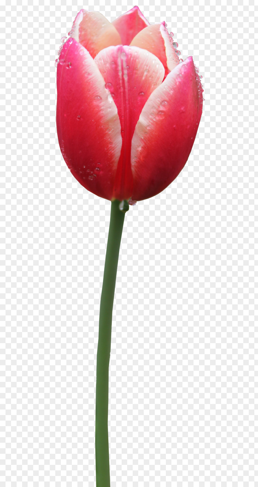 Tulip Image Clip Art PNG
