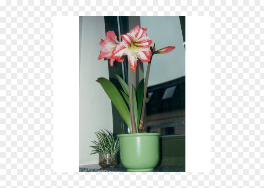 Amaryllis Belladonna Flowerpot Houseplant Floral Design PNG