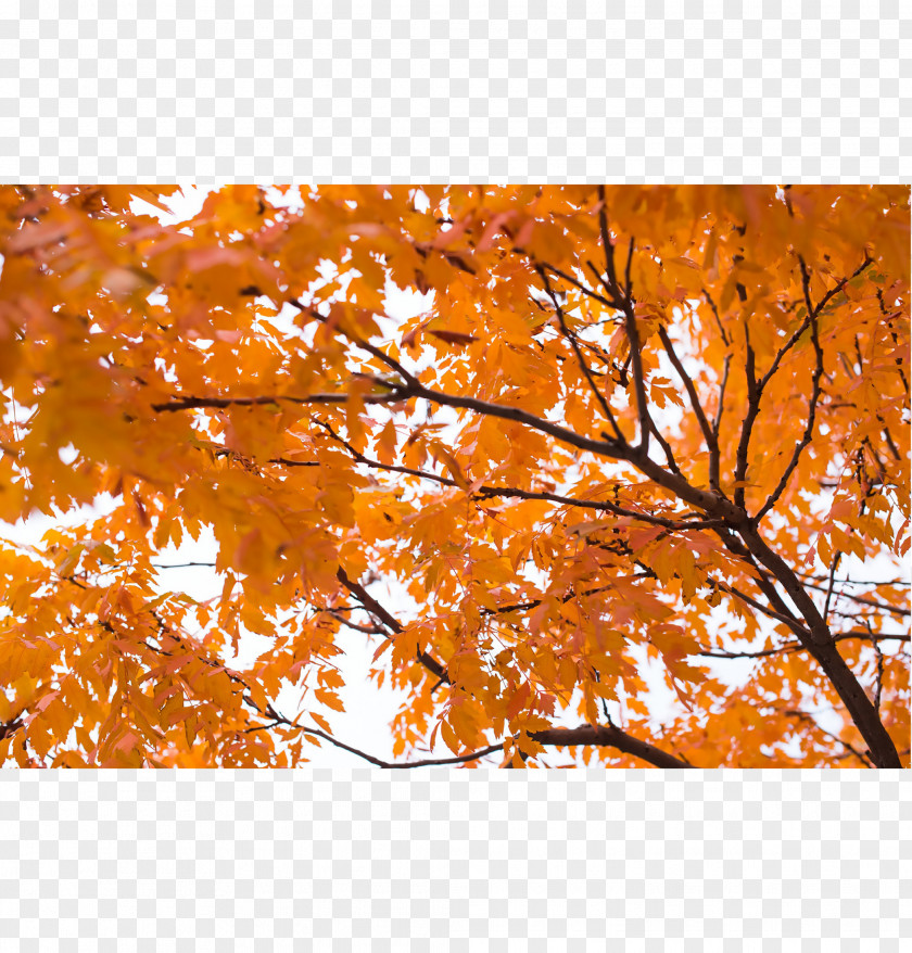 Autumn Leaf Color Photograph Desktop Wallpaper Orange PNG