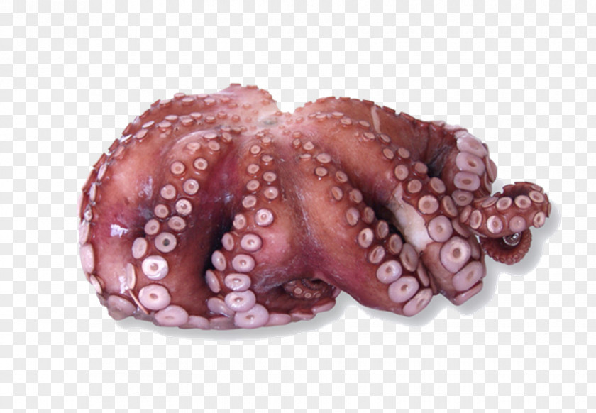 Fish Market Common Octopus Cephalopod Owl Red PNG