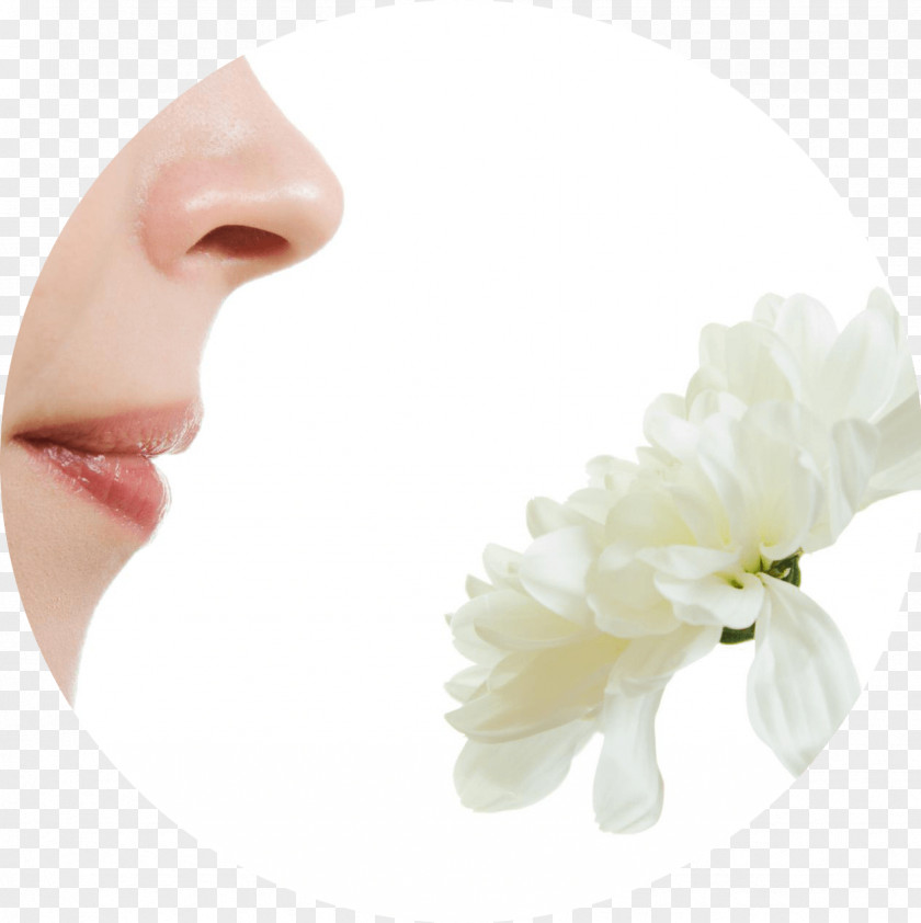 Nose Olfaction Human Hay Fever Face PNG