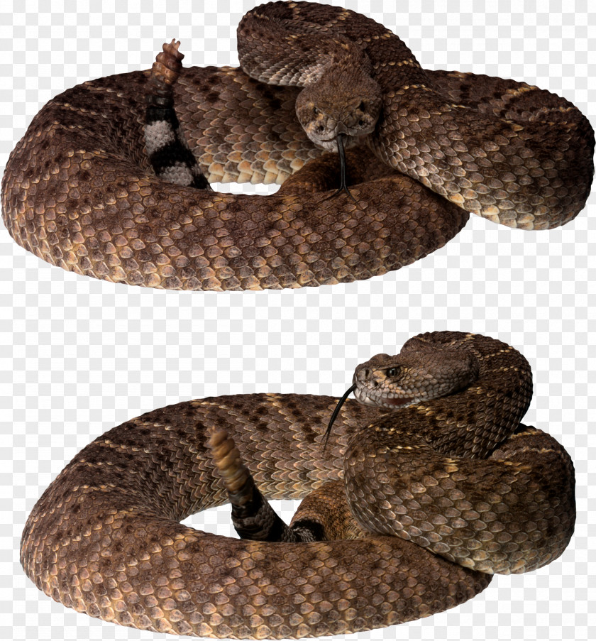 Snake Image File Formats Clip Art PNG
