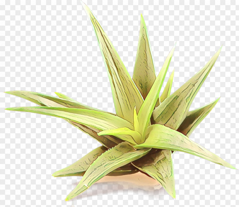 Xanthorrhoeaceae Agave Plant Grass Leaf Terrestrial Houseplant PNG