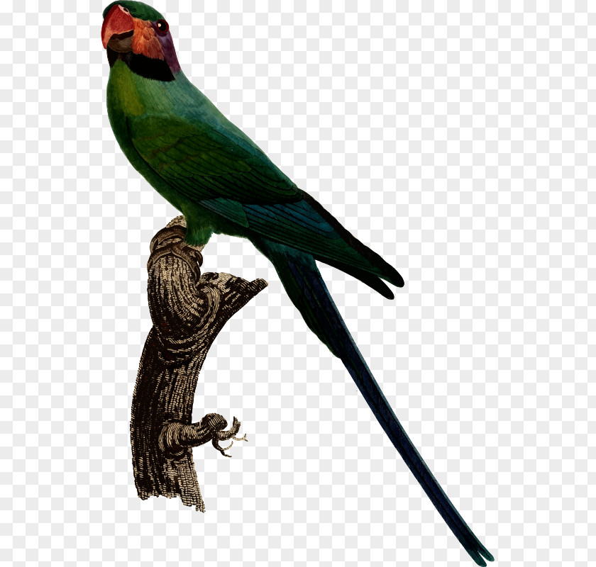 Bird Budgerigar Cockatiel Long-tailed Parakeet PNG