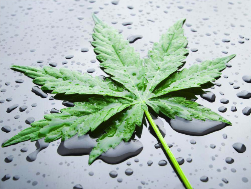 Cannabis Cultivation Nutrient Cannabidiol Hemp PNG