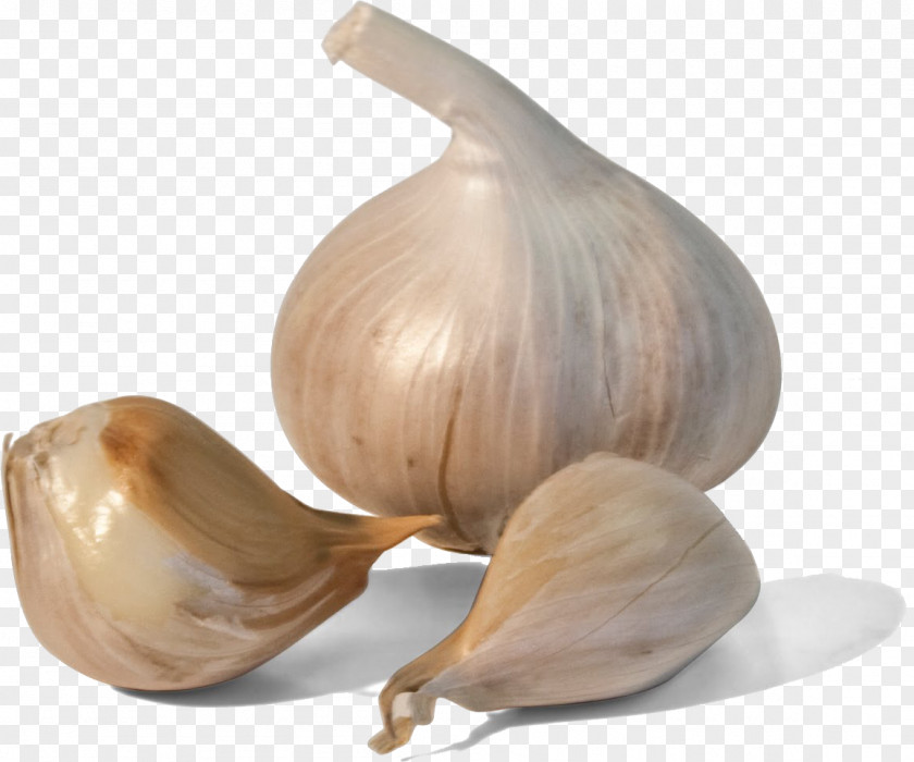 Garlic PNG clipart PNG