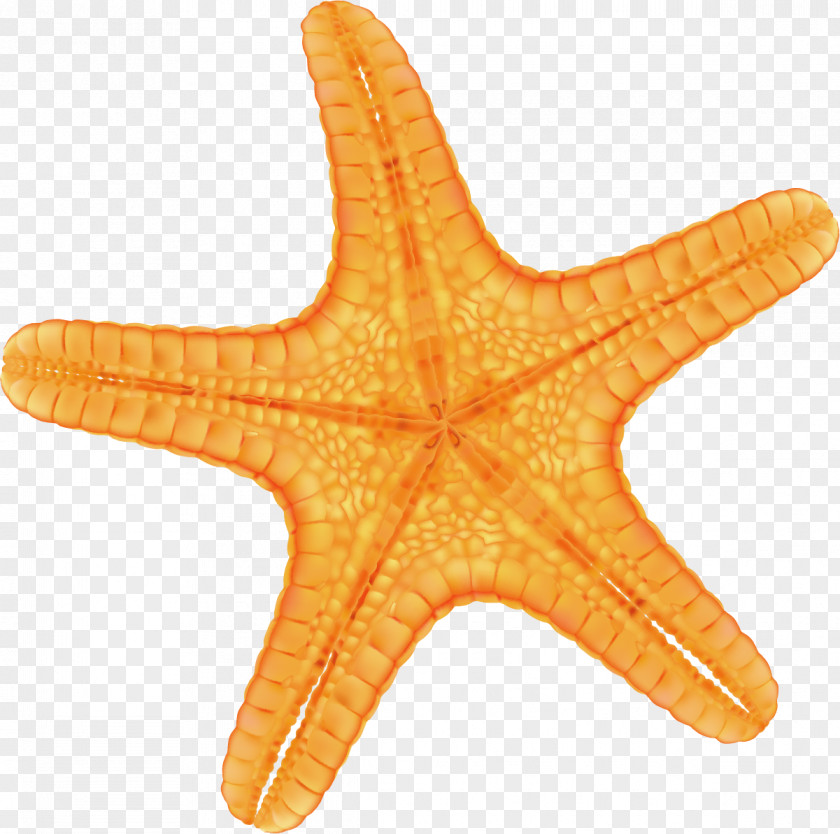 Hand Painted Yellow Starfish Red PNG