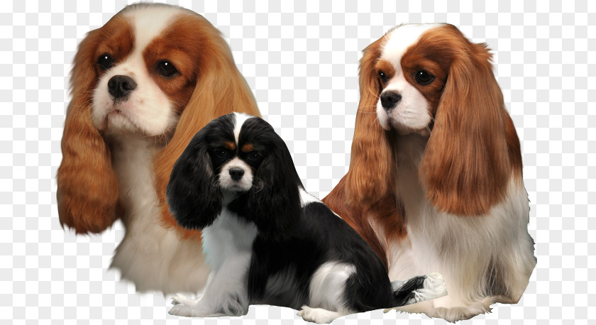 Cavalier King Charles Spaniel The Dog Breed Companion PNG