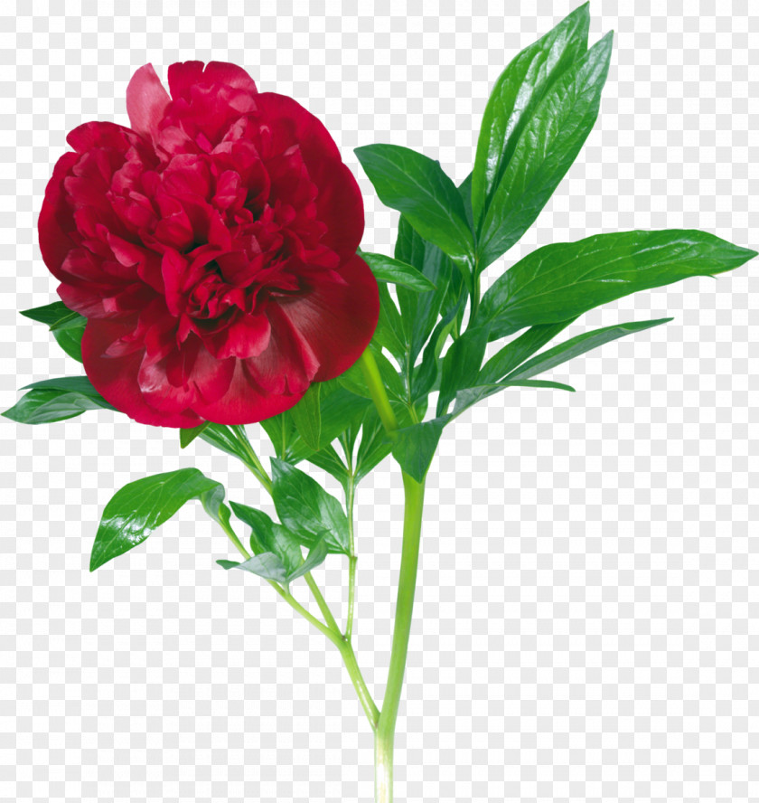 Moutan Peony Clip Art PNG