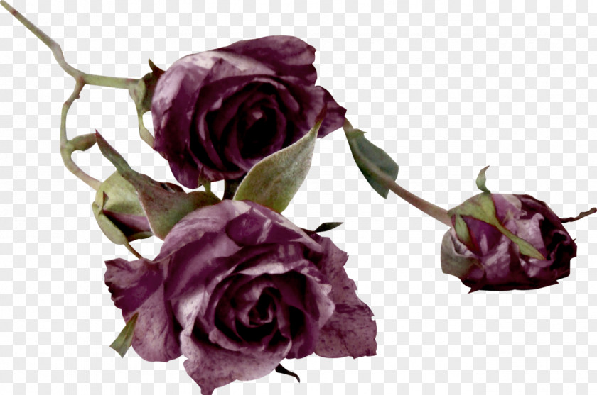 Vintage Rose Garden Roses Cut Flowers Centifolia Color PNG