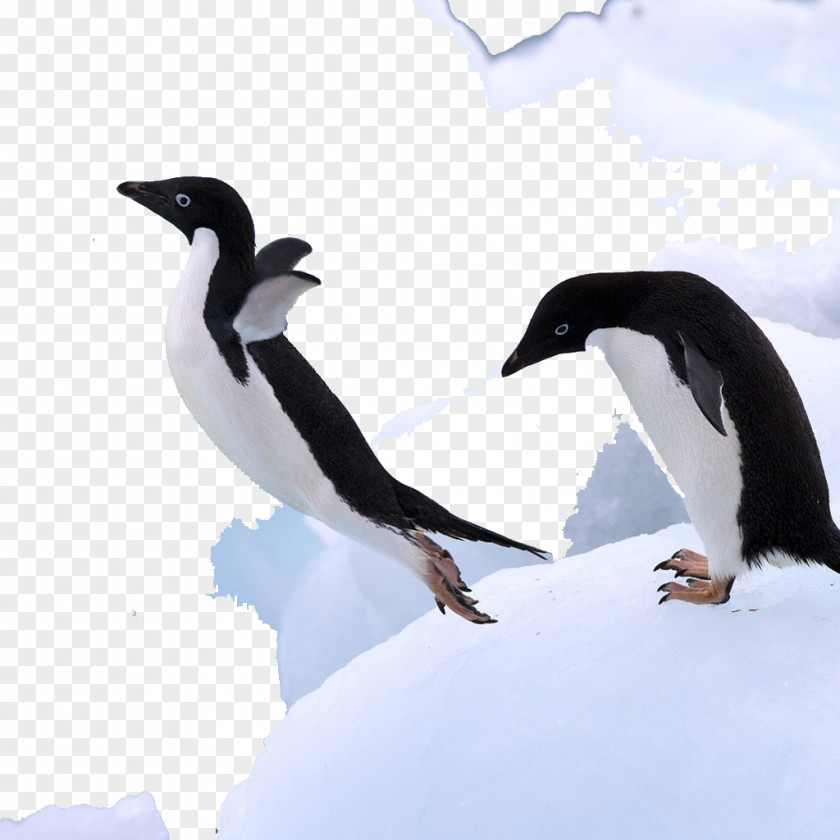 Antarctic Penguins Mr. Poppers Antarctica Bird PNG