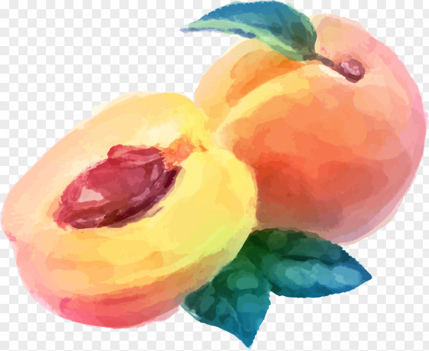 Nectarine Flower Peach European Plum Fruit Watercolor Paint Plant PNG