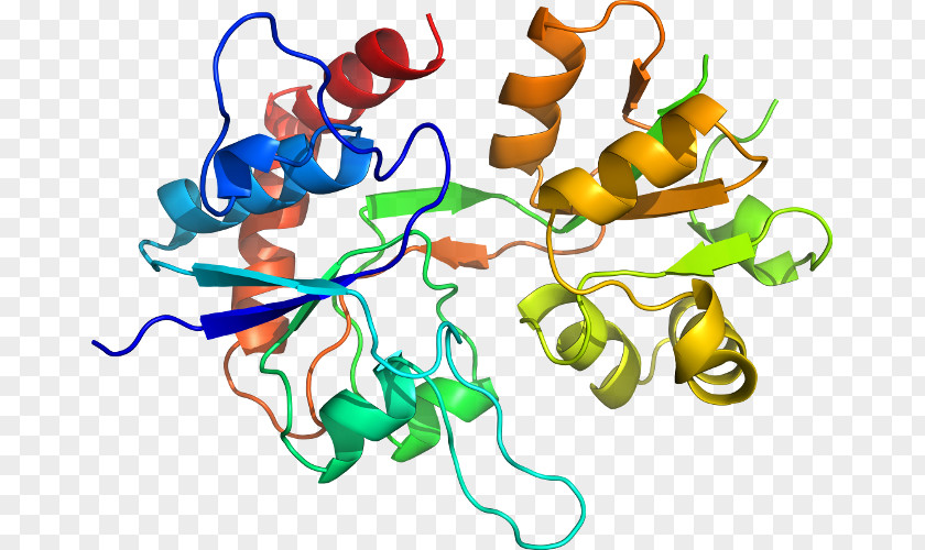 Pepsin Molecule Enzyme Protein Digestion PNG