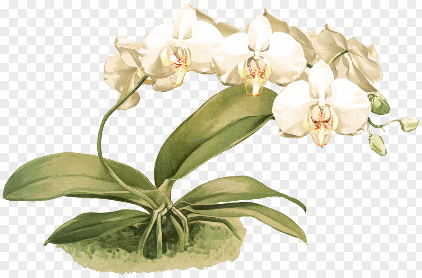 Reichenbachia: Orchids Illustrated And Described Phalaenopsis Amabilis Cut Flowers Cattleya PNG