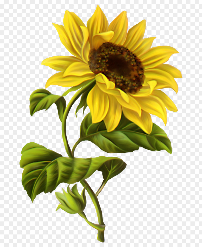 Sunflower Vase Common Drawing Watercolor Painting Sketch PNG