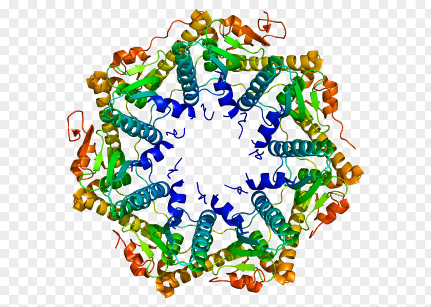 ATP-dependent Clp Protease Proteolytic Subunit Family Endopeptidase Enzyme PNG