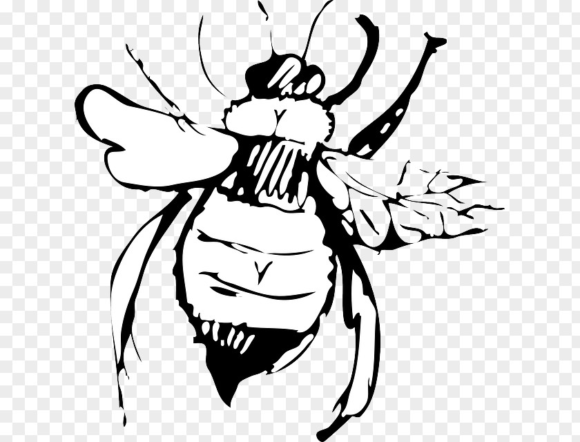 Bee Drawing Clip Art PNG