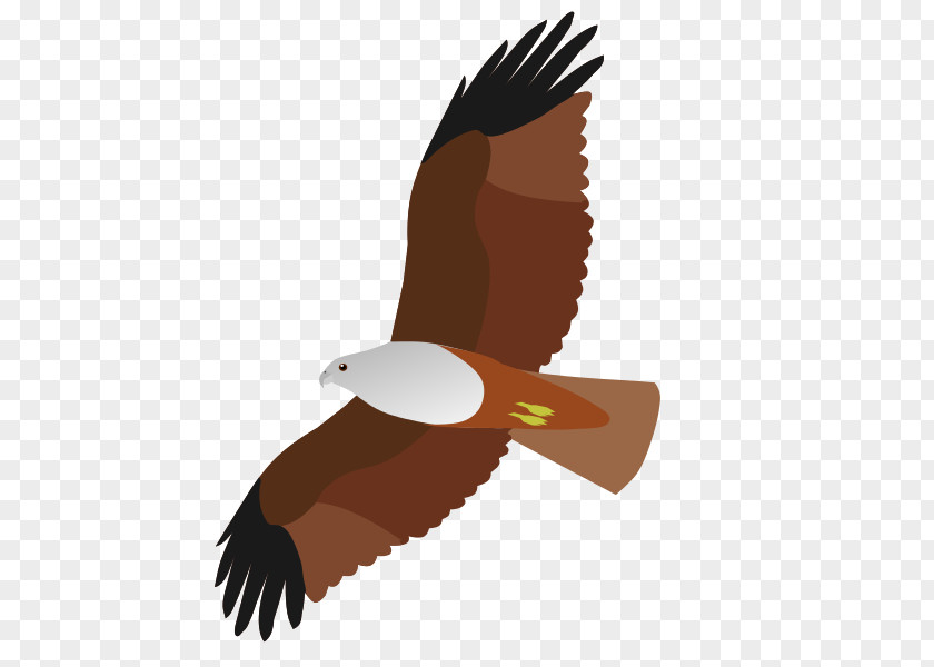 Creative Kites Bird Of Prey Bald Eagle Accipitriformes PNG