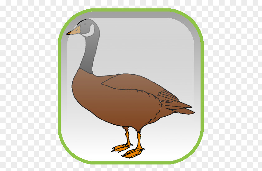 Goose Mallard Duck Desktop Wallpaper Clip Art PNG