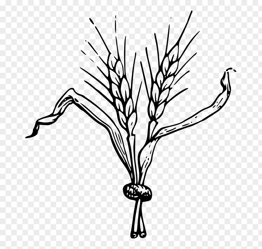 M Plant Stem Flower Twig Clip Art Black & White PNG